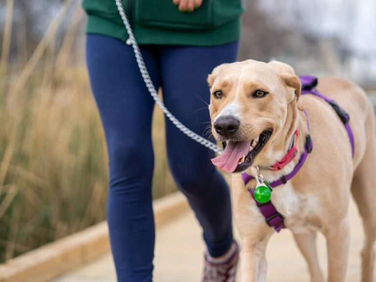 idealna częstotliwość posiłków psa