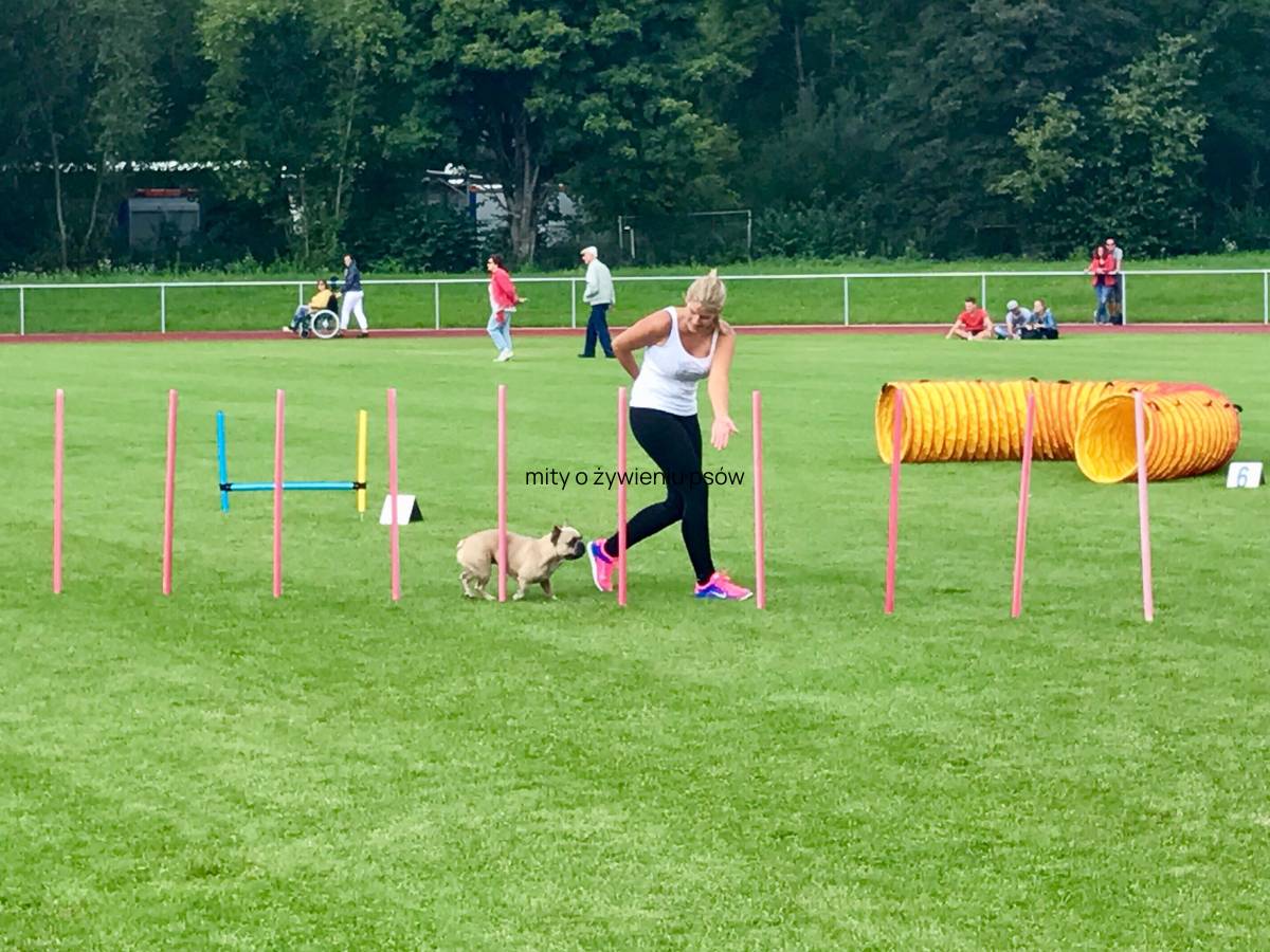 komendy dla szczeniaka