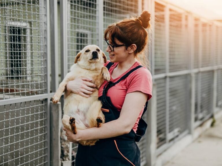 mity o adopcji psów