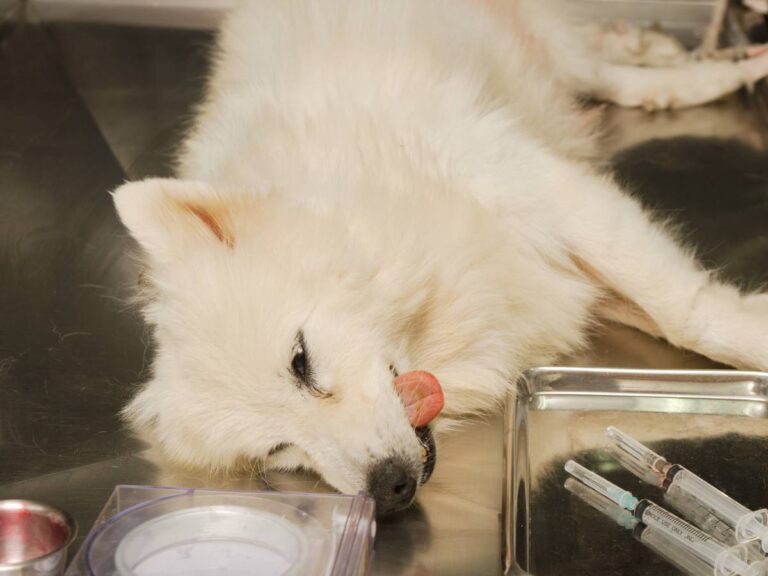 mity o kastracji i steryliuzacji psów