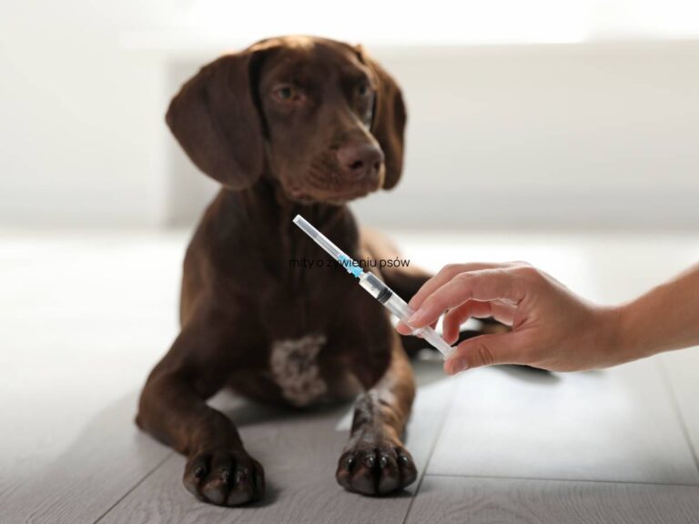 mity o szczepieniach psów