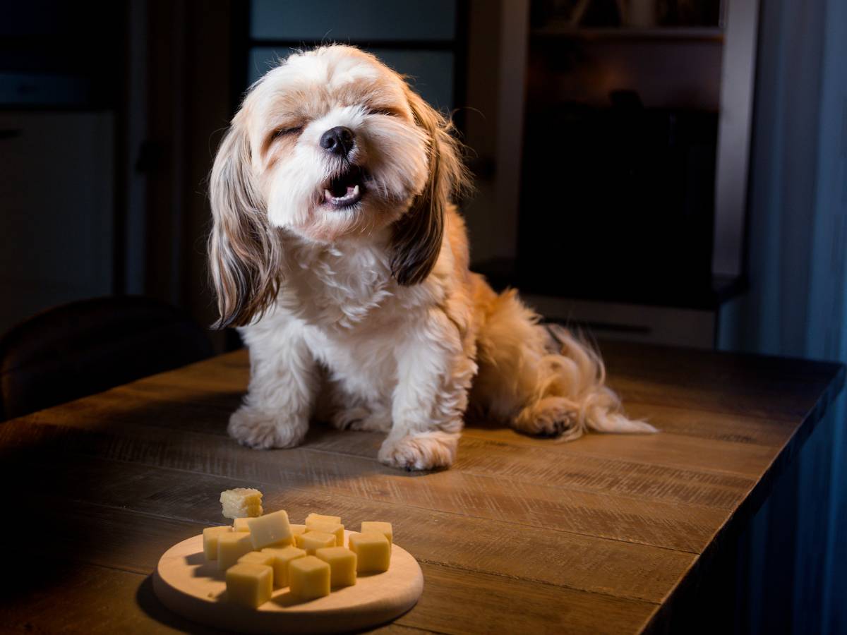9 naturalnych przekąsek dla psa, które pokocha Twój zwierzak 1 naturalne przekąski dla psa