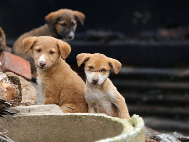 problemy z tarczycą u psów